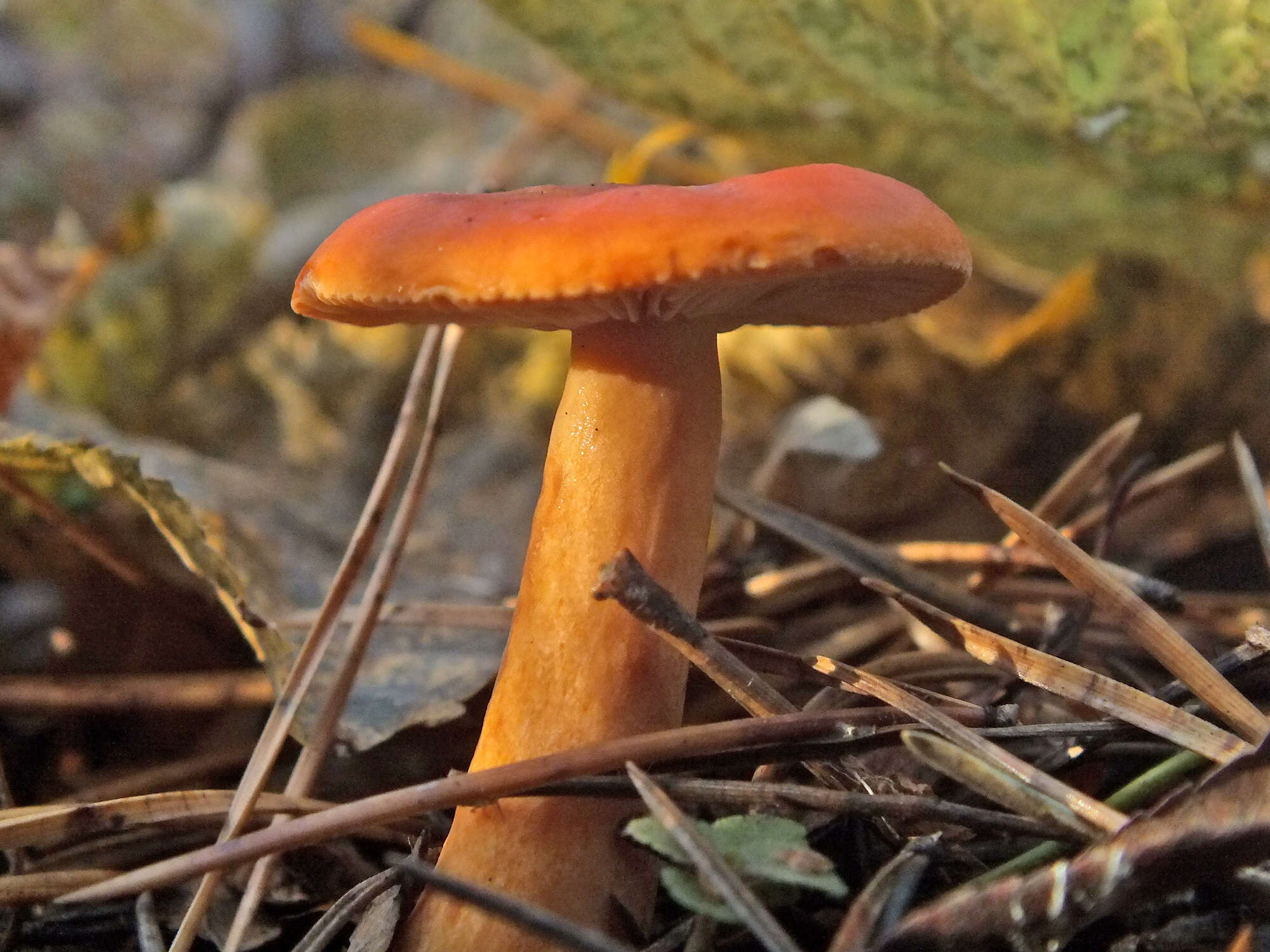 Слика од Lactarius aurantiacus (Pers.) Gray 1821