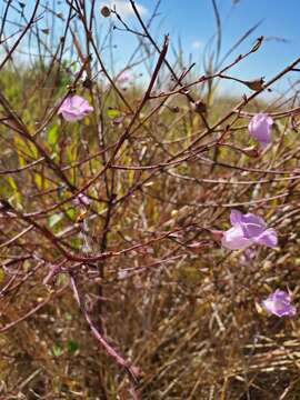 Image of stiffleaf false foxglove