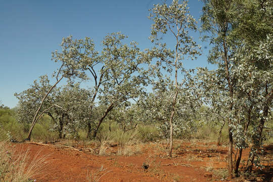 Image of Eucalyptus pruinosa subsp. pruinosa