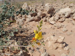 Image of Adenolobus pechuelii subsp. pechuelii