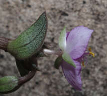 Imagem de Callisia navicularis (Ortgies) D. R. Hunt