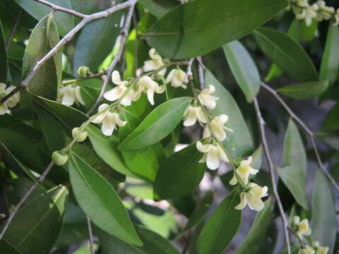 Image of Black-Lancewood