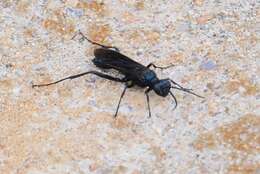 Image of Blue Mud Wasps