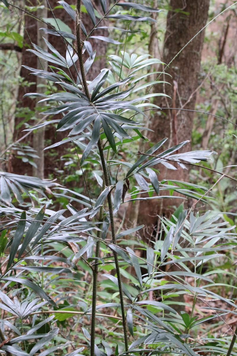 Image of Large-seeded lawyer's vine