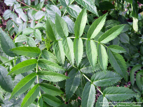 Image of Sambucus australis Cham. & Schltdl.