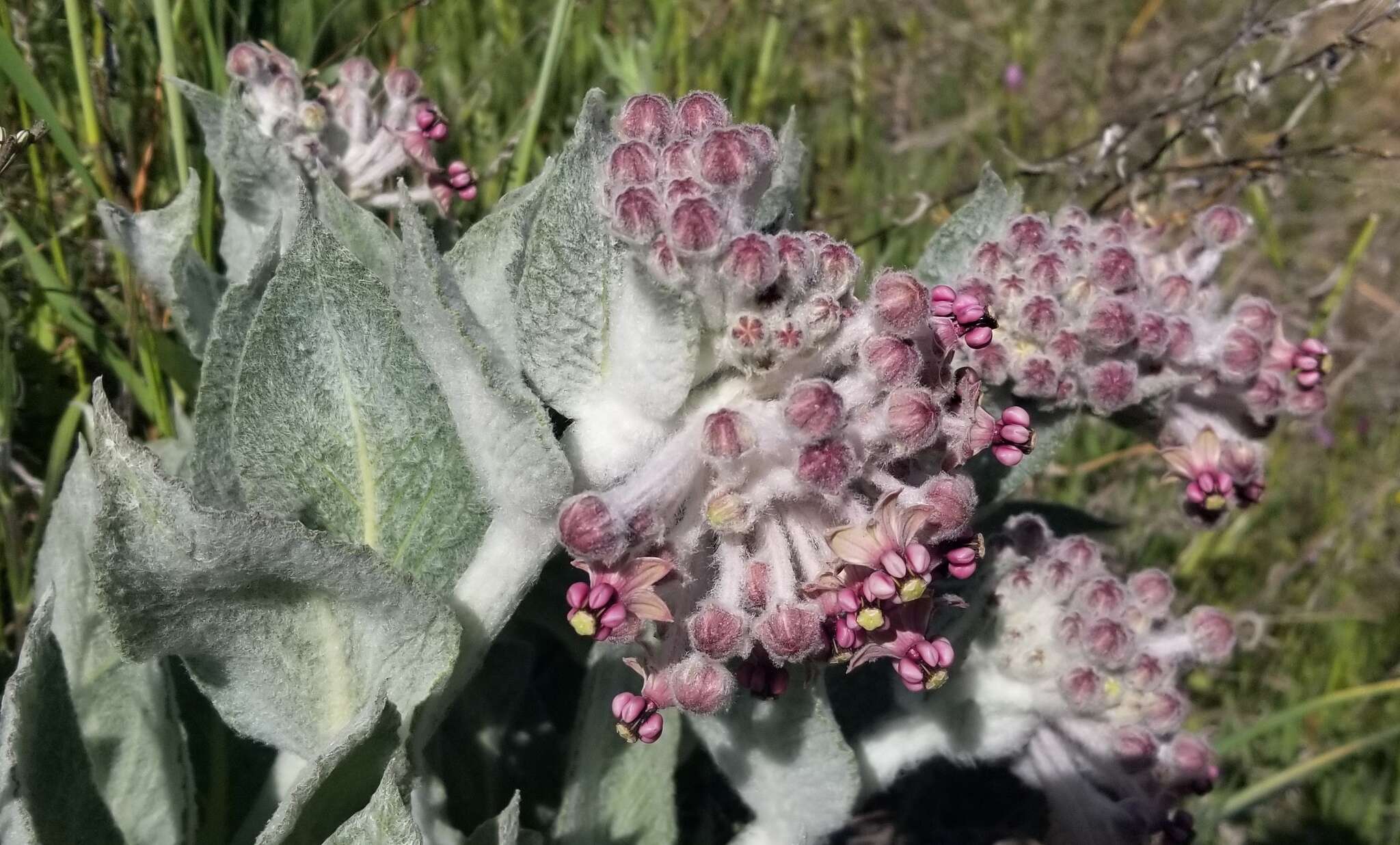 Imagem de Asclepias californica subsp. greenei Woods.