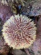 Image of Edible sea urchin