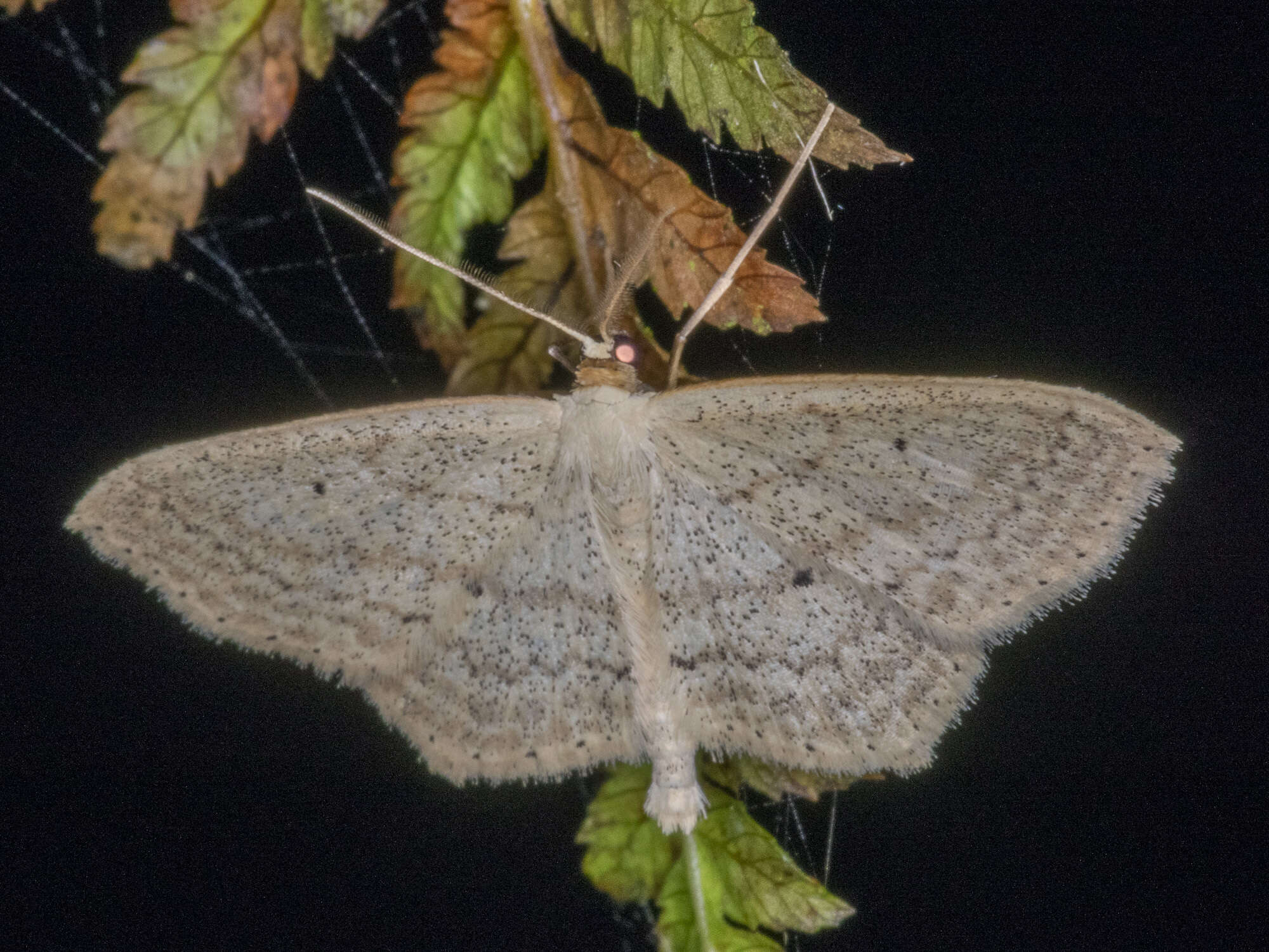 Image of Scopula perlata Walker 1861