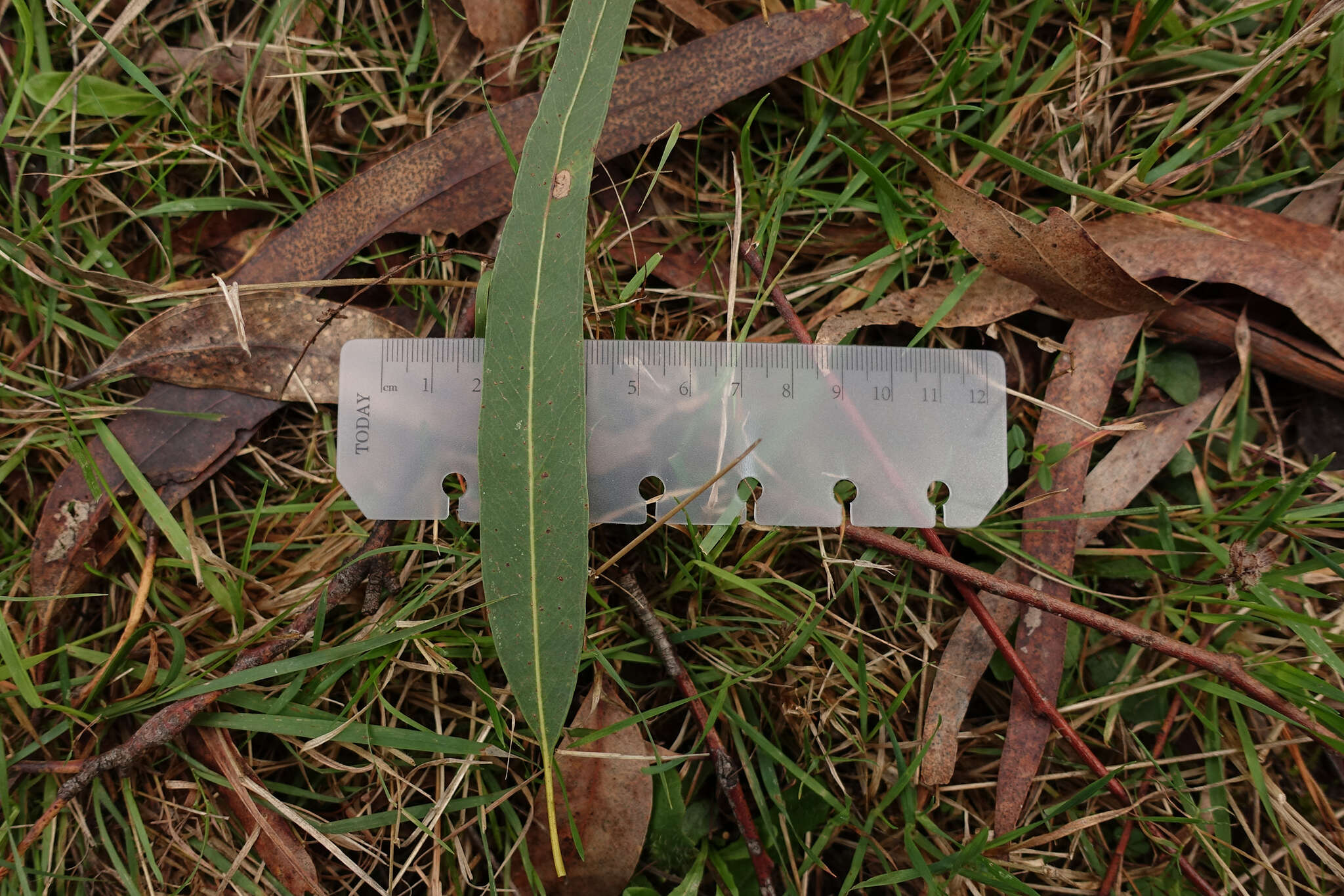 Image of Eucalyptus viminalis subsp. viminalis