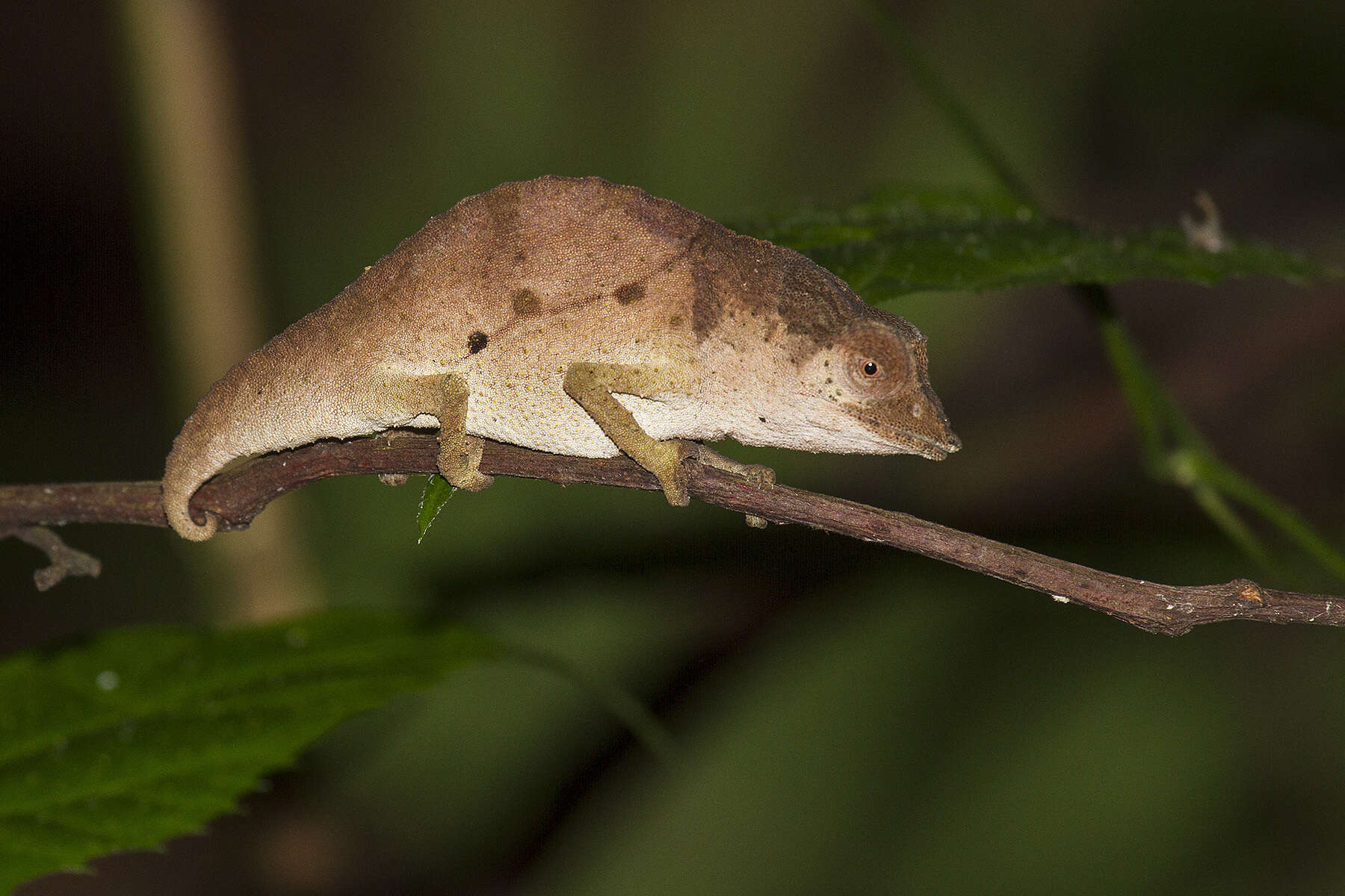Image of Usambara Stumptail Chameleon