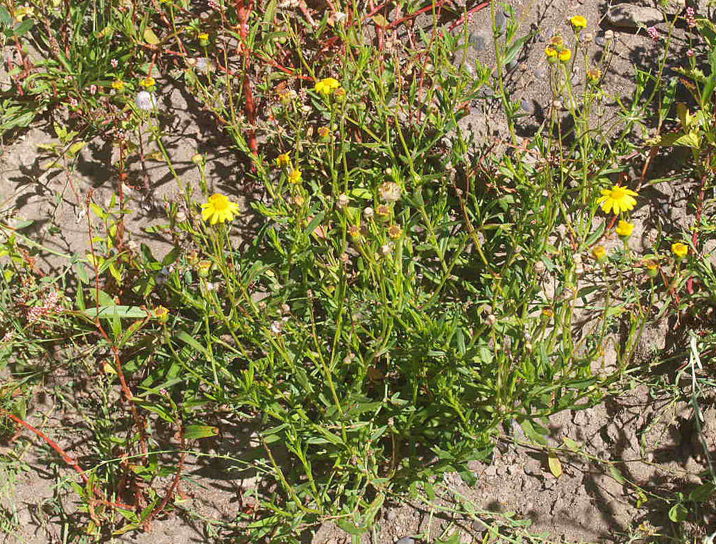 Image of Senecio skirrhodon DC.