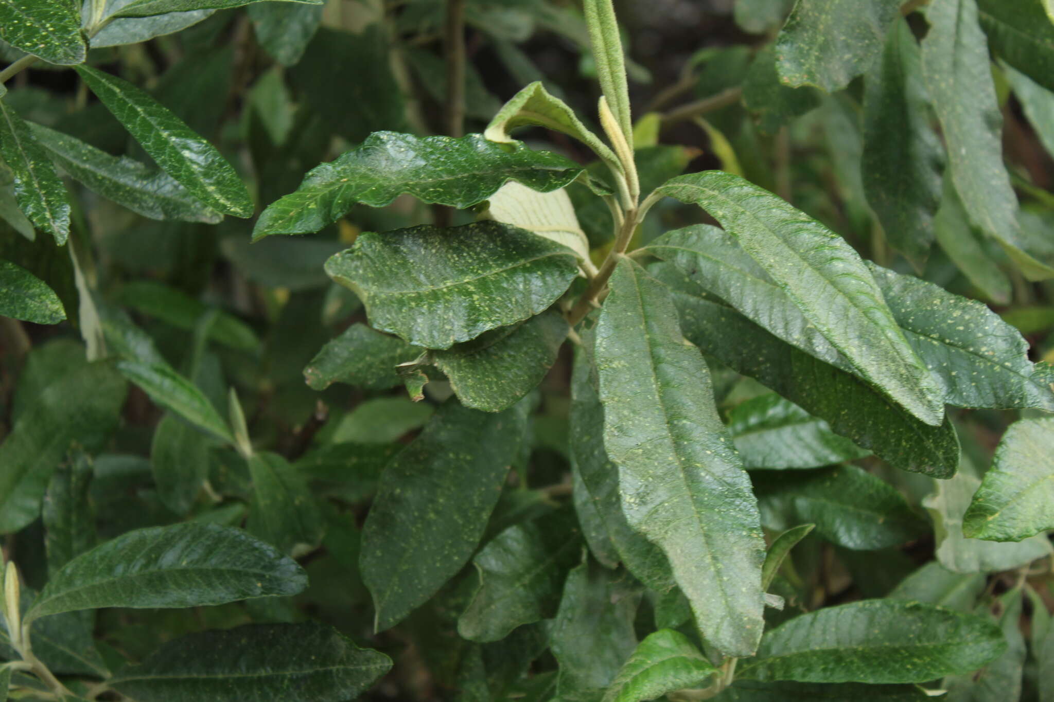 Слика од Linochilus tenuifolius (Cuatrec.) Saldivia & O. M. Vargas