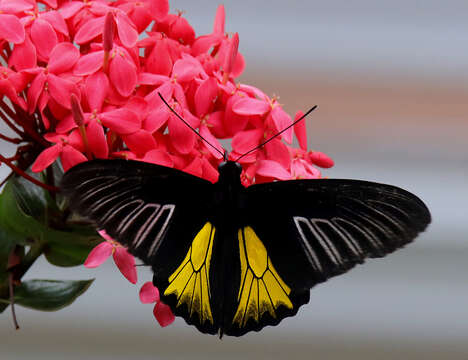 Image of Troides rhadamantus (Lucas 1835)