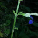 Image of Salvia albocaerulea Linden