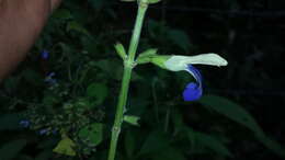 Imagem de Salvia albocaerulea Linden