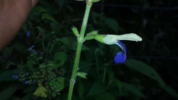 Salvia albocaerulea Linden resmi