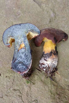 Image of Cyanoboletus