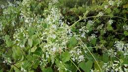 Image of Echinopepon pubescens (Benth.) Rose