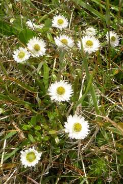 Plancia ëd Anaphalioides bellidioides (G. Forst.) D. Glenny