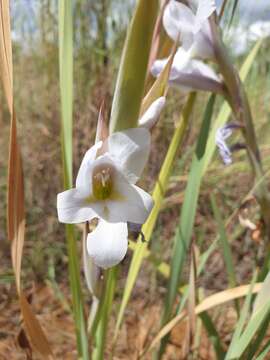 Image of Gladiolus rehmannii Baker