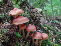 صورة Rhodocollybia prolixa (Fr.) Antonín & Noordel. 1997