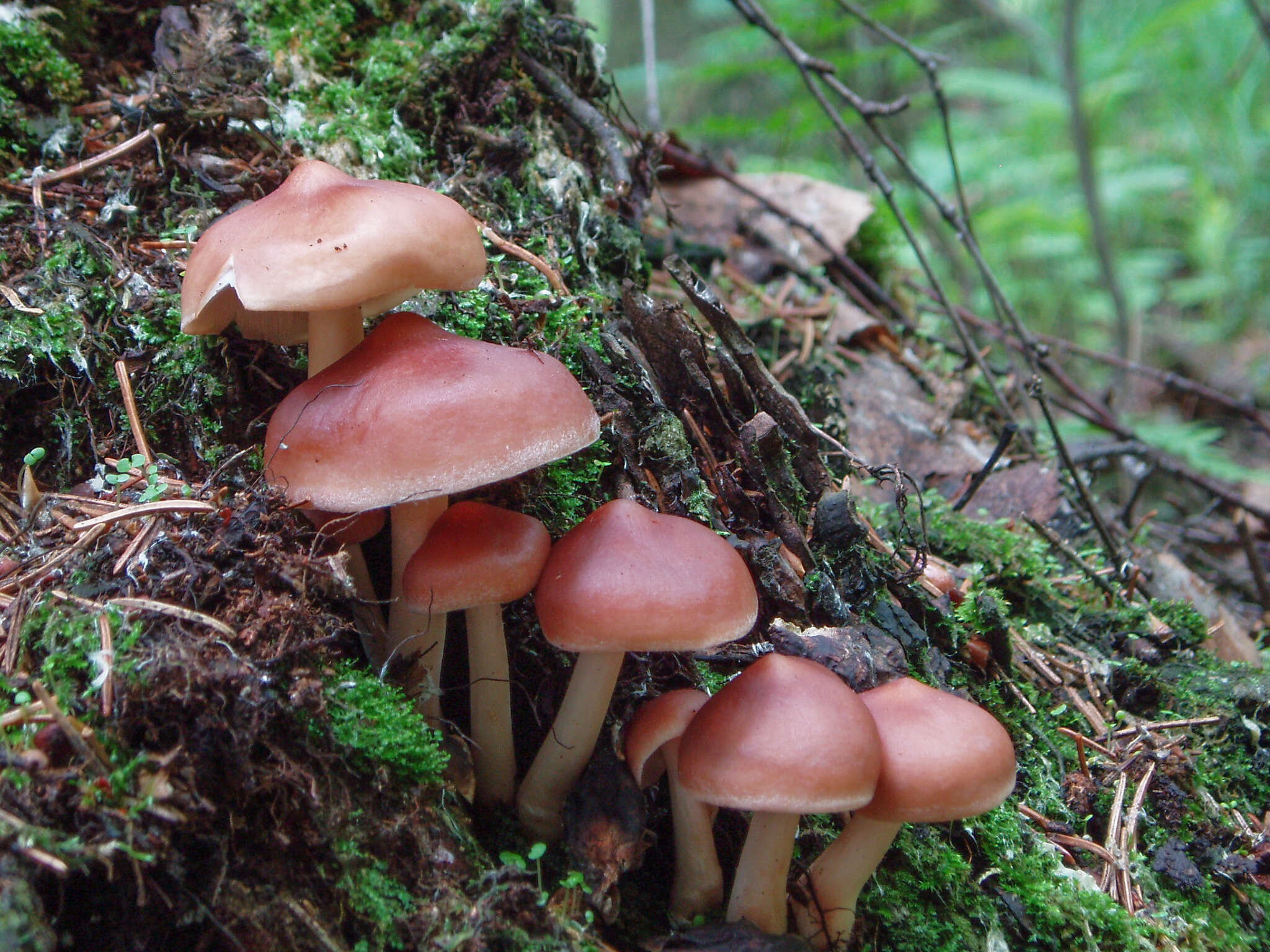 صورة Rhodocollybia prolixa (Fr.) Antonín & Noordel. 1997