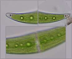 Image of Closterium moniliferum