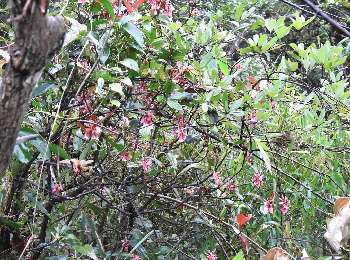 Image of Enkianthus quinqueflorus Lour.