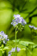 Image of great waterleaf