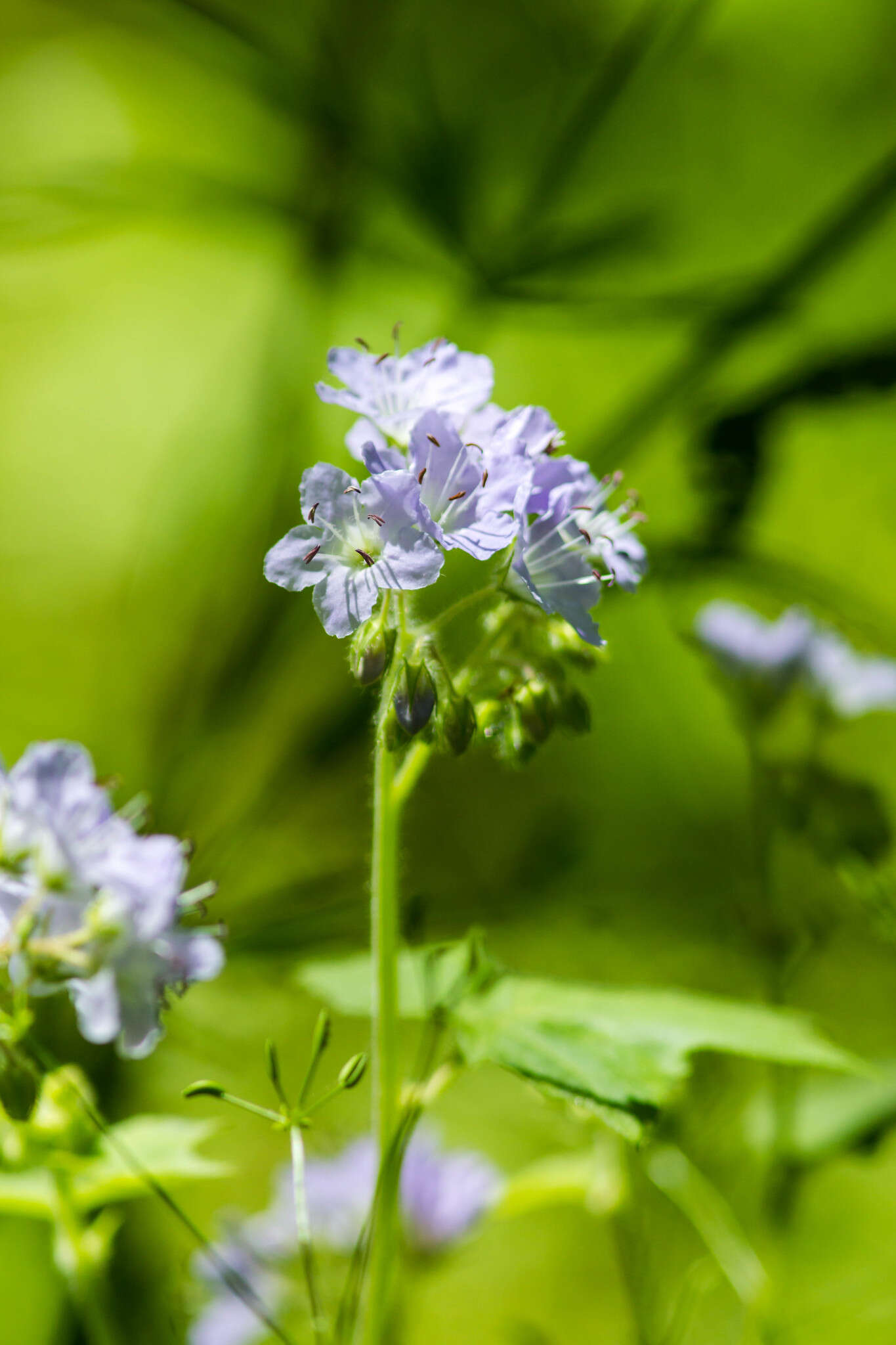 Image de Hydrophyllum appendiculatum Michx.