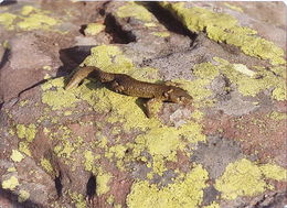 Image of Pyrenean brook salamander