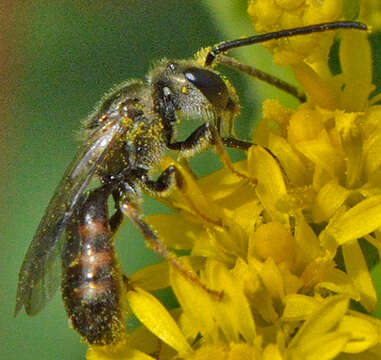 Imagem de Lasioglossum zephyrum (Smith 1853)