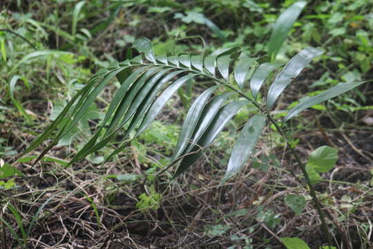 Image of Zamia prasina W. Bull