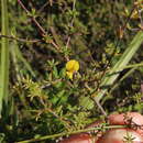 Imagem de Aspalathus lanceicarpa R. Dahlgren