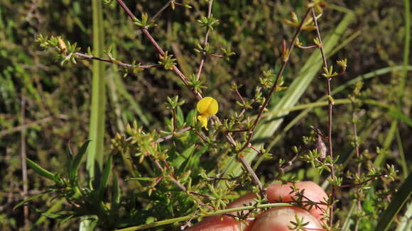 Слика од Aspalathus lanceicarpa R. Dahlgren