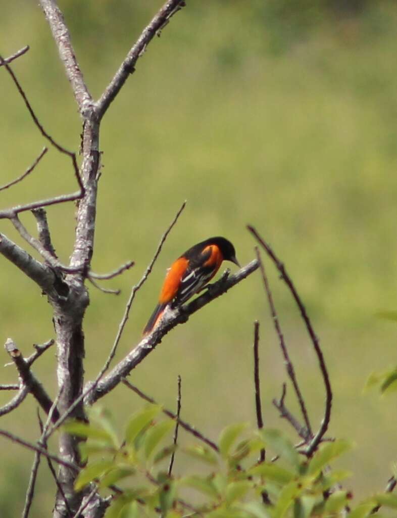 Image of Baltimore Oriole