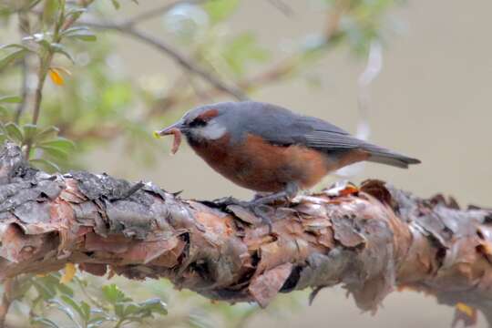 Image of Giant Conebill