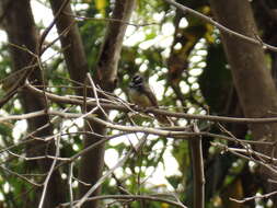 Image of White-spotted Fantail