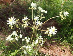 Image de Knowltonia cordata H. Rasmussen