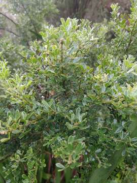 Image of Madeira Dyer's greenweed