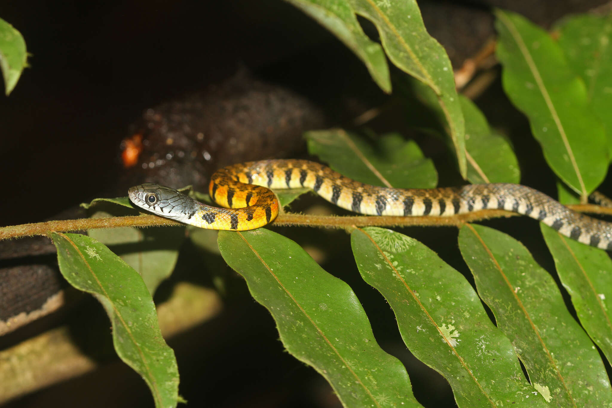 صورة Xenochrophis trianguligerus (F. Boie 1827)