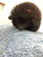 Image of Brandt's Hedgehog