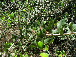 Image of lemonade sumac