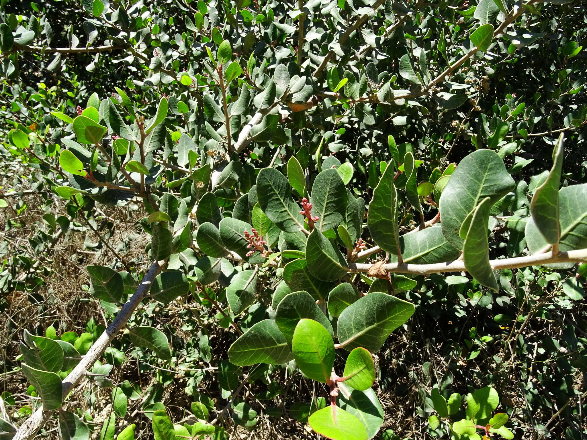 Image of lemonade sumac