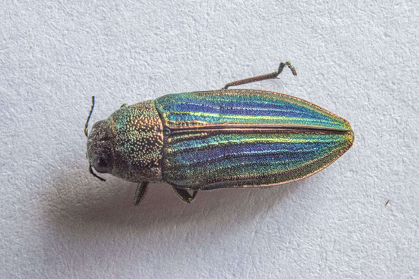 Image of Buprestis striata Fabricius 1775