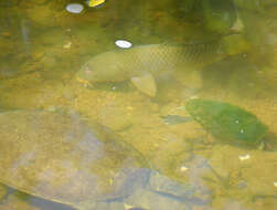 Image of Cyprinus carpio Linnaeus 1758