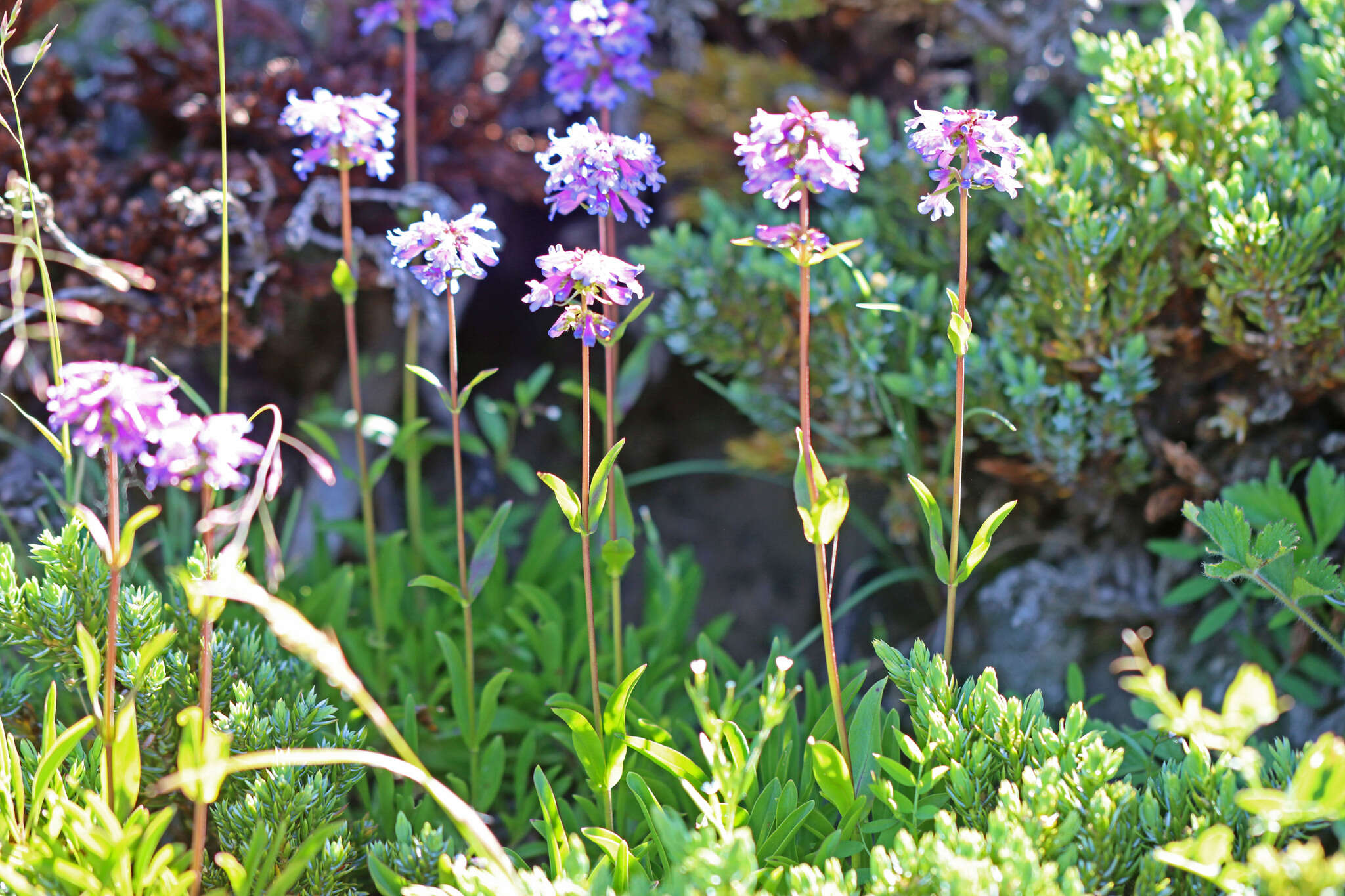 Image of pincushion beardtongue