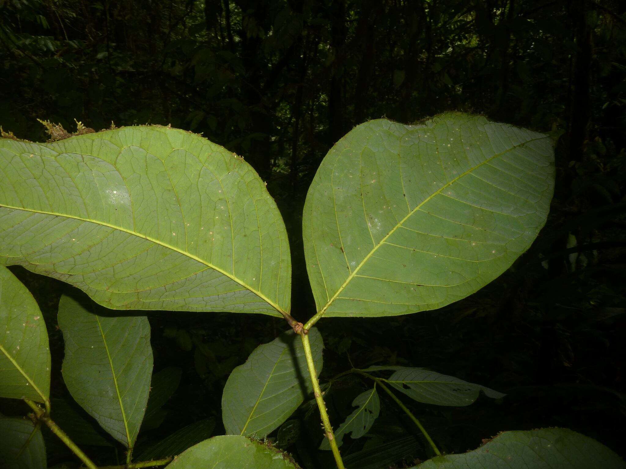 Image of Amyris magnifolia Gómez-Laur. & Q. Jimenez