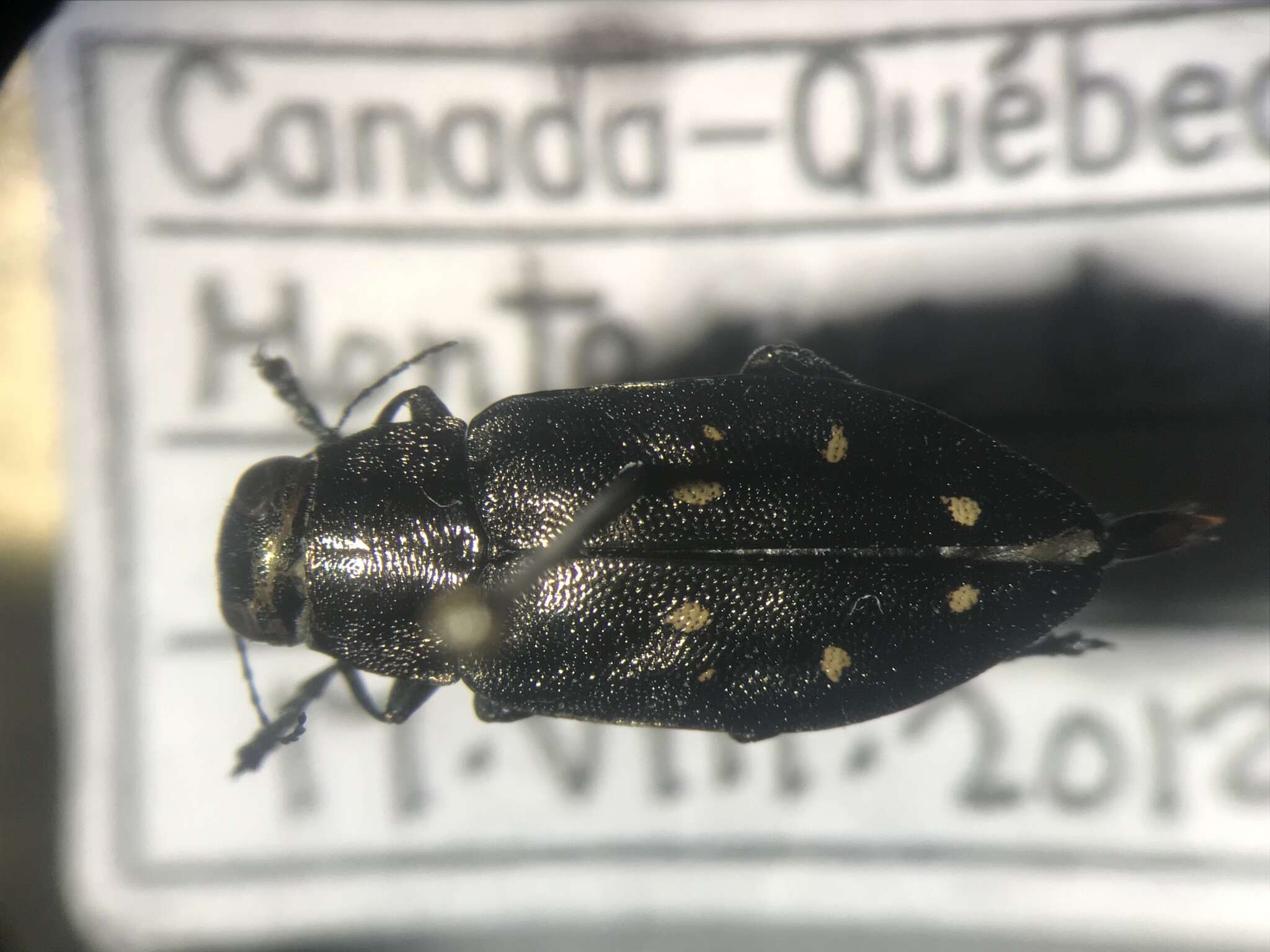 Sivun Phaenops fulvoguttata (Harris 1830) kuva