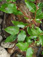 Image of Chosenia cardiophylla (Trautv. & C. A. Mey.) N Chao